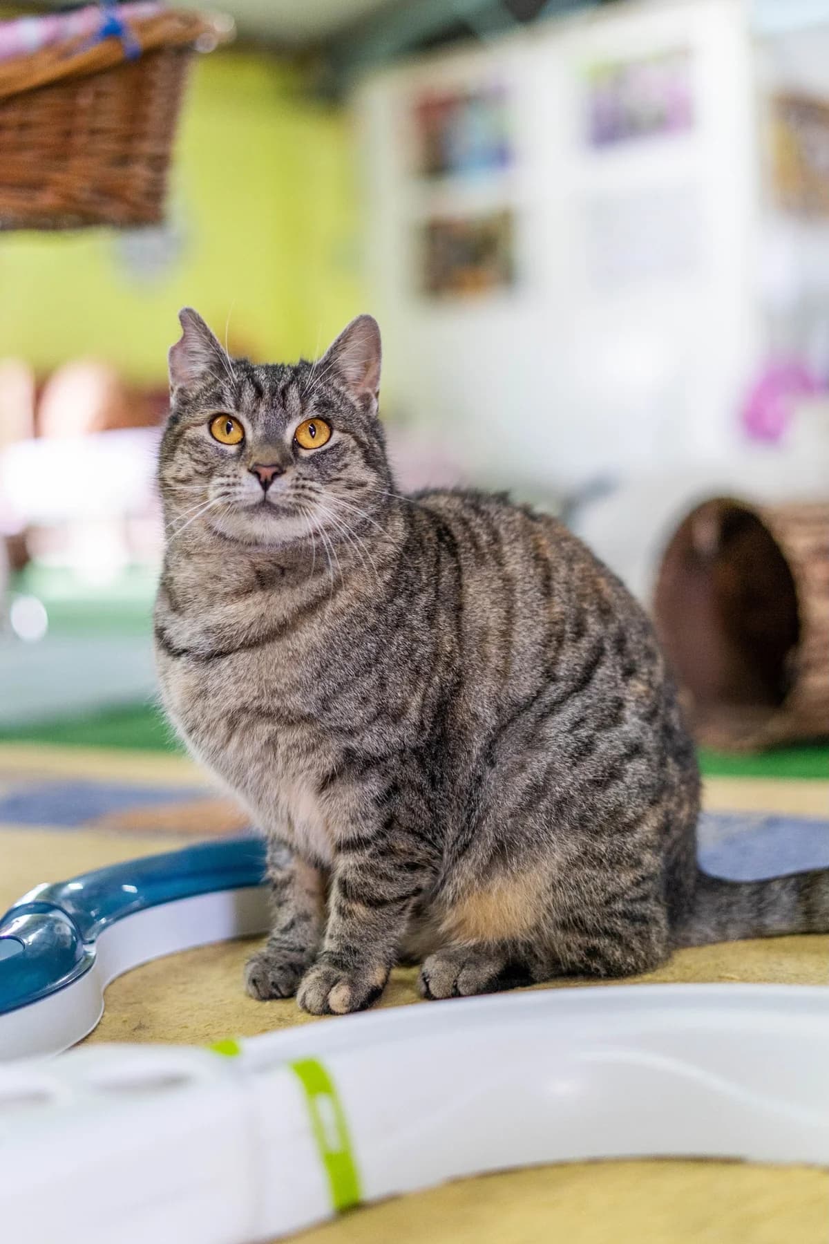 Ava, female Mixed Breed for adoption at Cesta za domovom