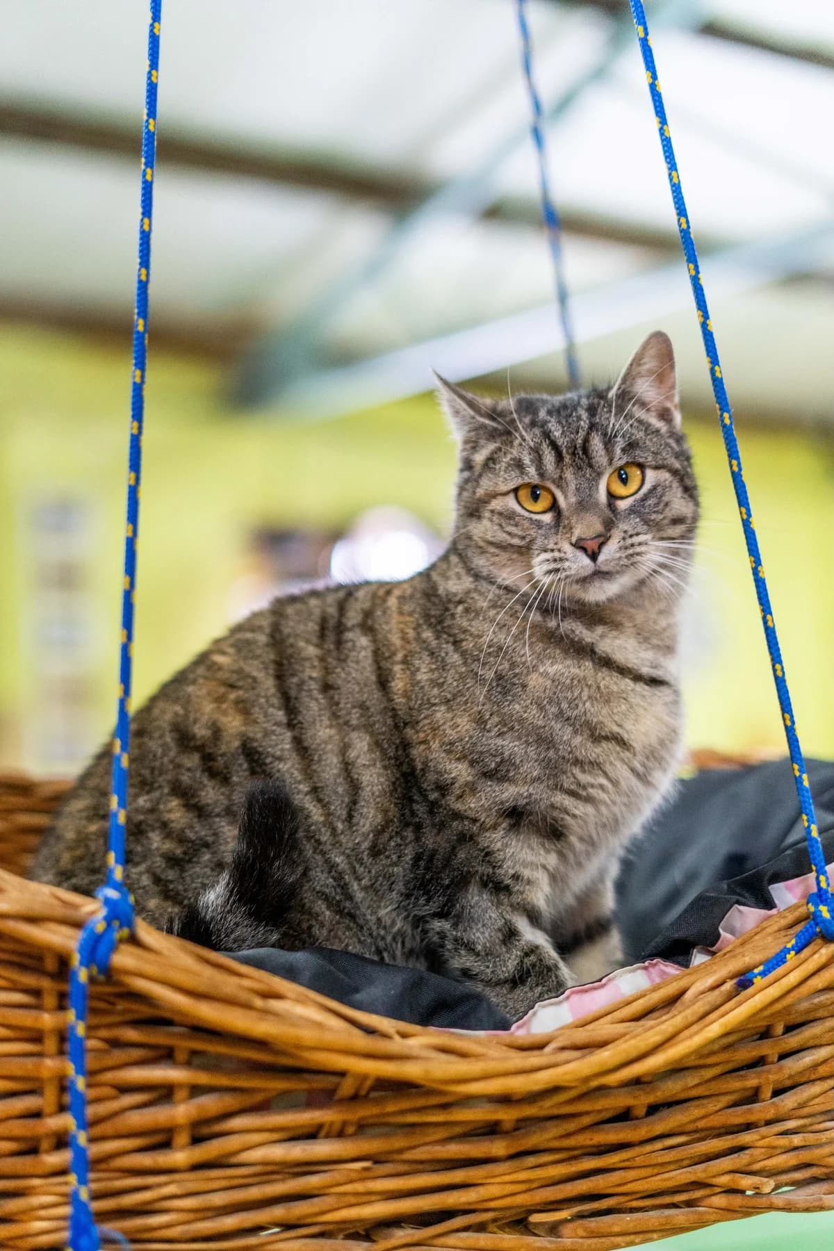 Ava, female Mixed Breed for adoption at Cesta za domovom — photo 2 of 9