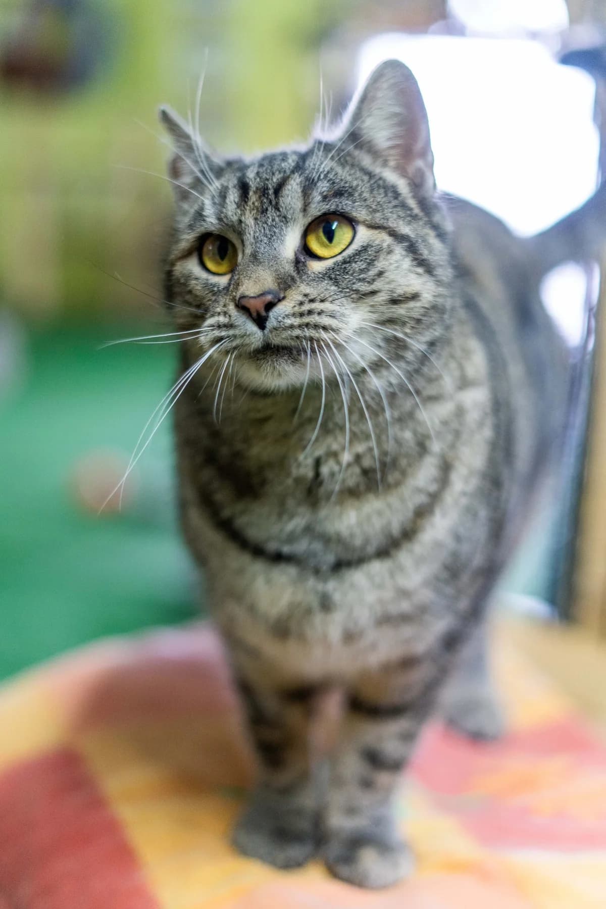 Ava, female Mixed Breed for adoption at Cesta za domovom — photo 3 of 9