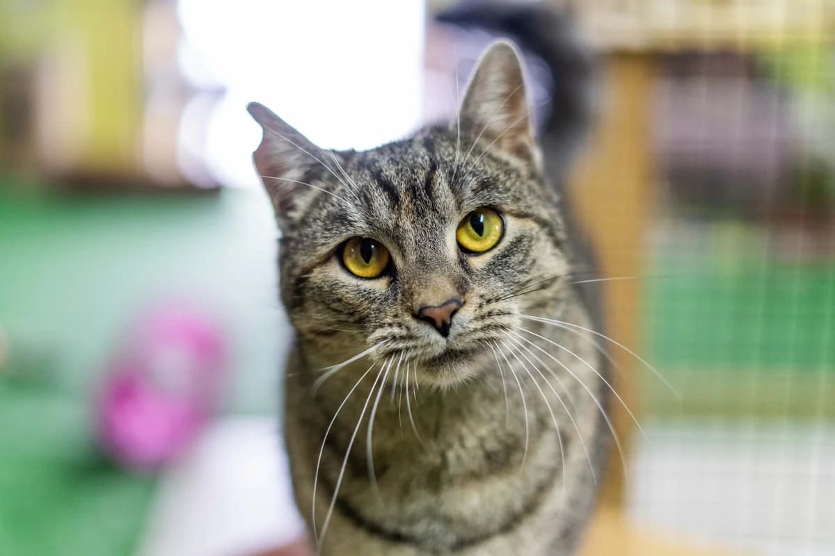 Ava, female Mixed Breed for adoption at Cesta za domovom — photo 4 of 9