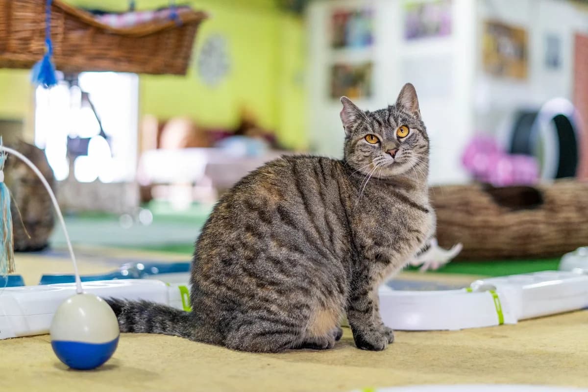 Ava, female Mixed Breed for adoption at Cesta za domovom — photo 5 of 9
