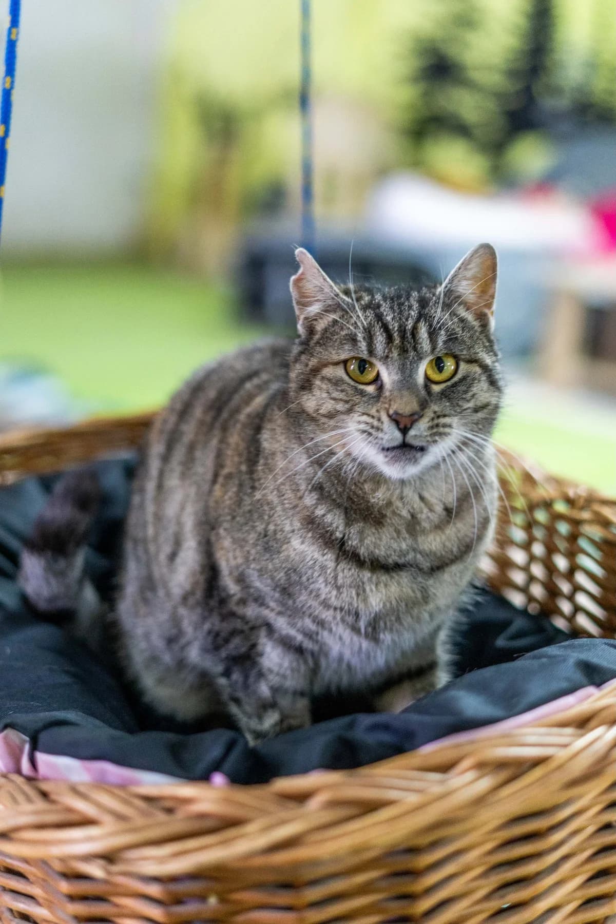 Ava, female Mixed Breed for adoption at Cesta za domovom — photo 6 of 9