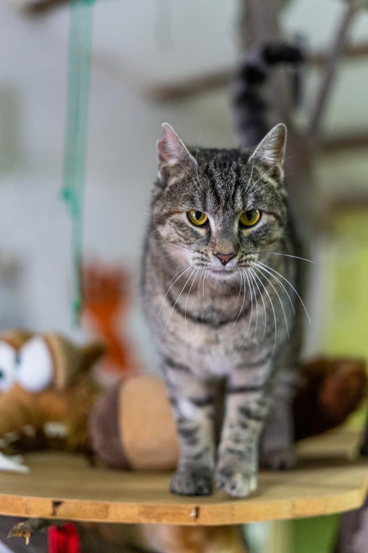 Ava, female Mixed Breed for adoption at Cesta za domovom — photo 7 of 9