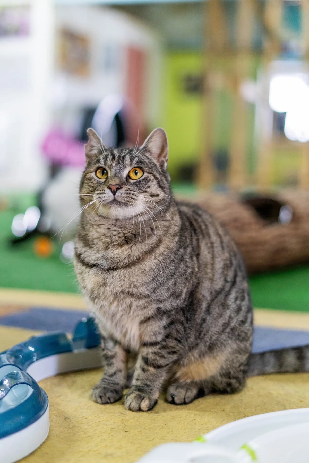 Ava, female Mixed Breed for adoption at Cesta za domovom — photo 8 of 9