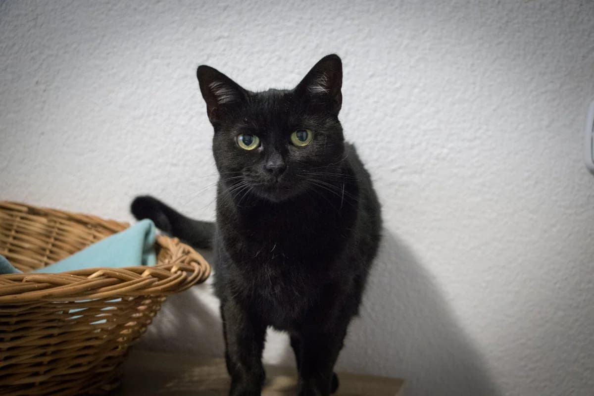 Baghíra, female 7yo Mixed Breed for adoption at Cesta za domovom