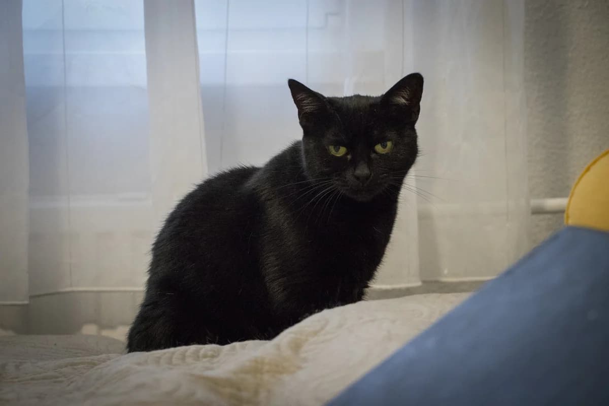 Baghíra, female Mixed Breed for adoption at Cesta za domovom — photo 2 of 17