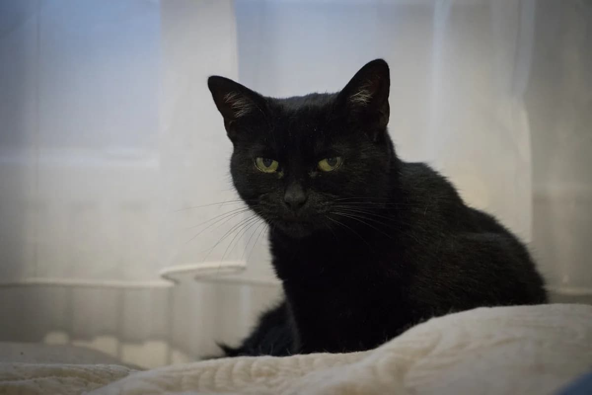 Baghíra, female Mixed Breed for adoption at Cesta za domovom — photo 3 of 17