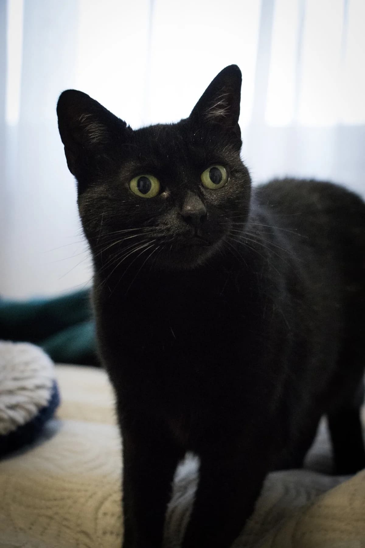 Baghíra, female Mixed Breed for adoption at Cesta za domovom — photo 4 of 17