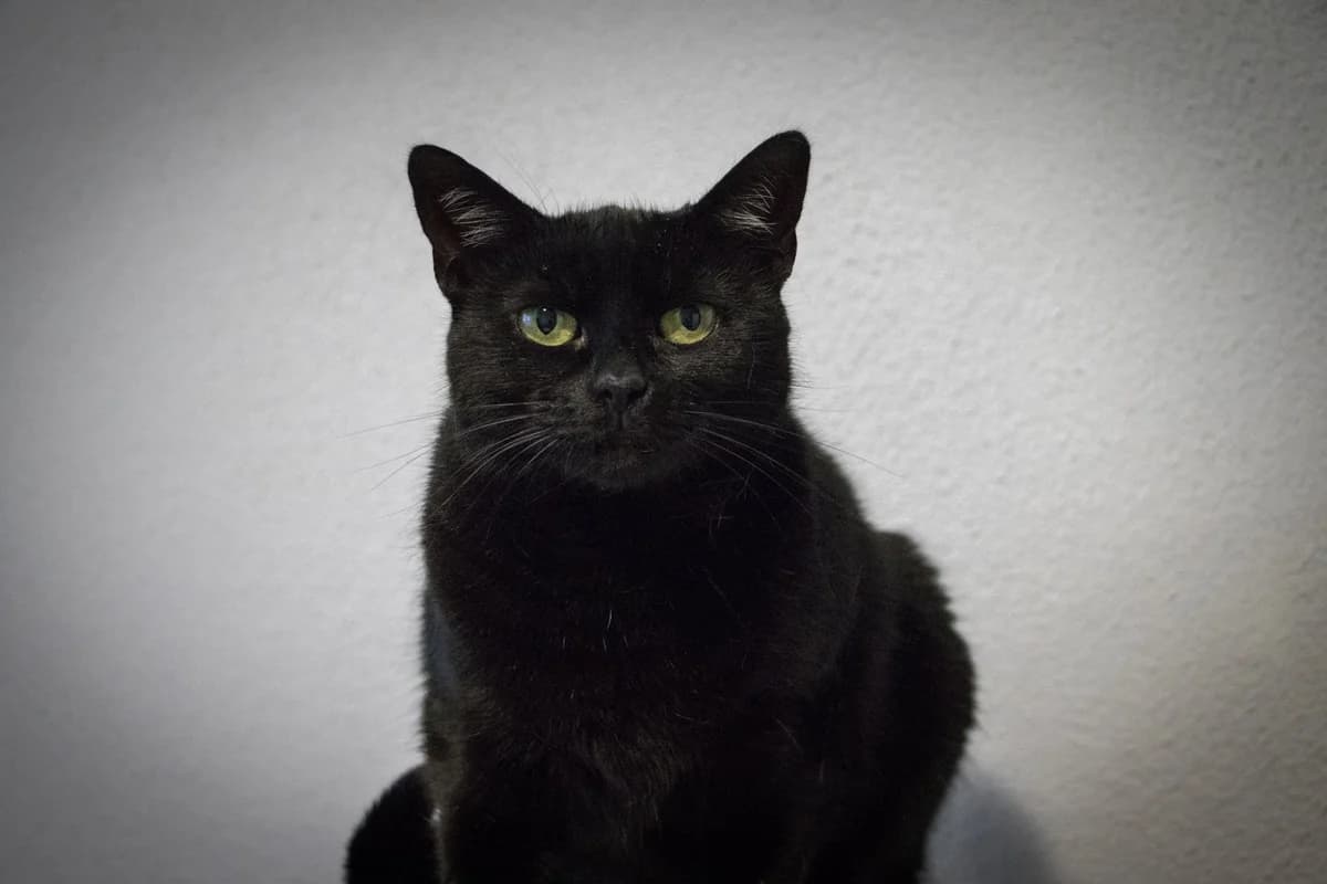 Baghíra, female Mixed Breed for adoption at Cesta za domovom — photo 5 of 17