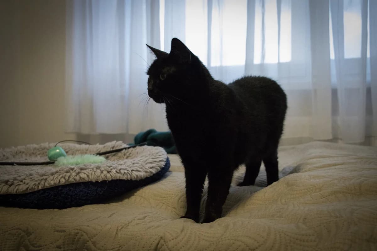 Baghíra, female Mixed Breed for adoption at Cesta za domovom — photo 6 of 17