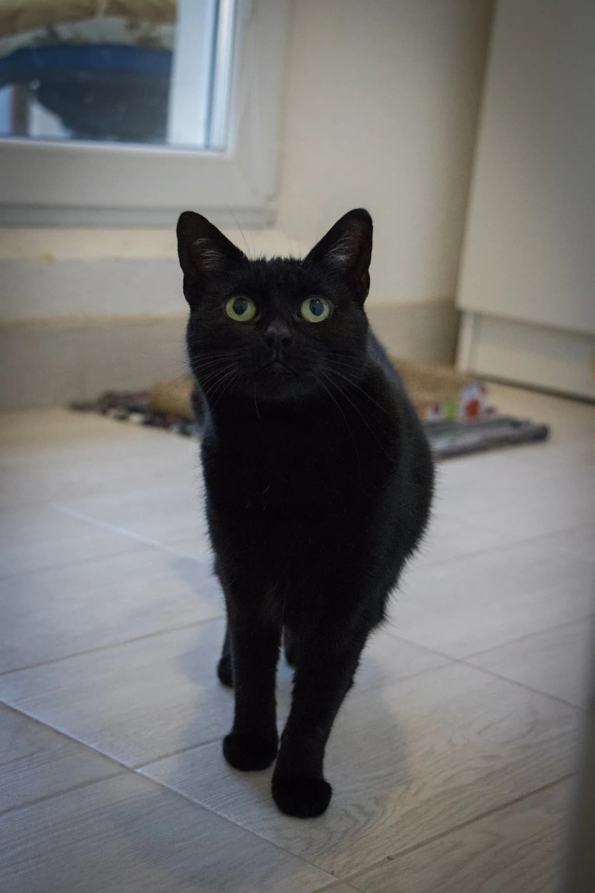 Baghíra, female Mixed Breed for adoption at Cesta za domovom — photo 7 of 17