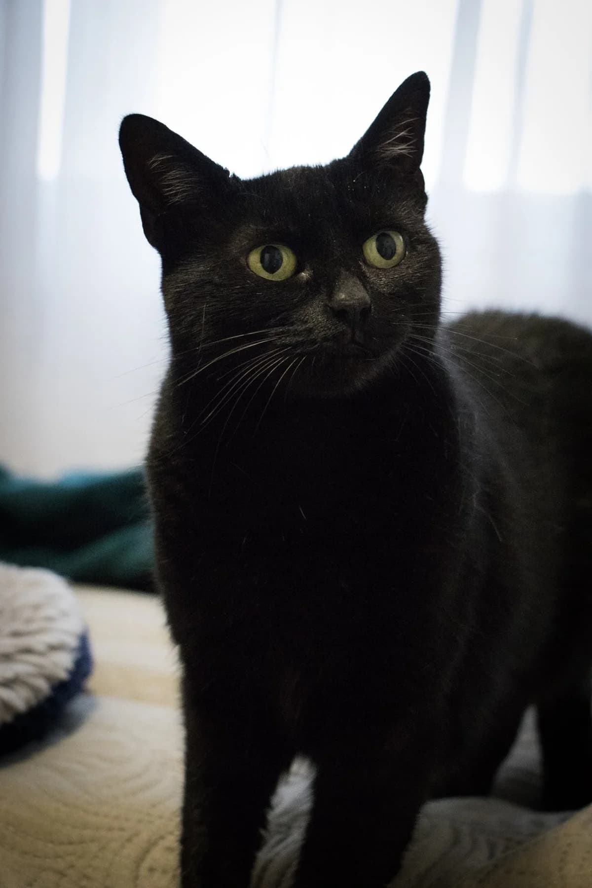 Baghíra, female Mixed Breed for adoption at Cesta za domovom — photo 8 of 17