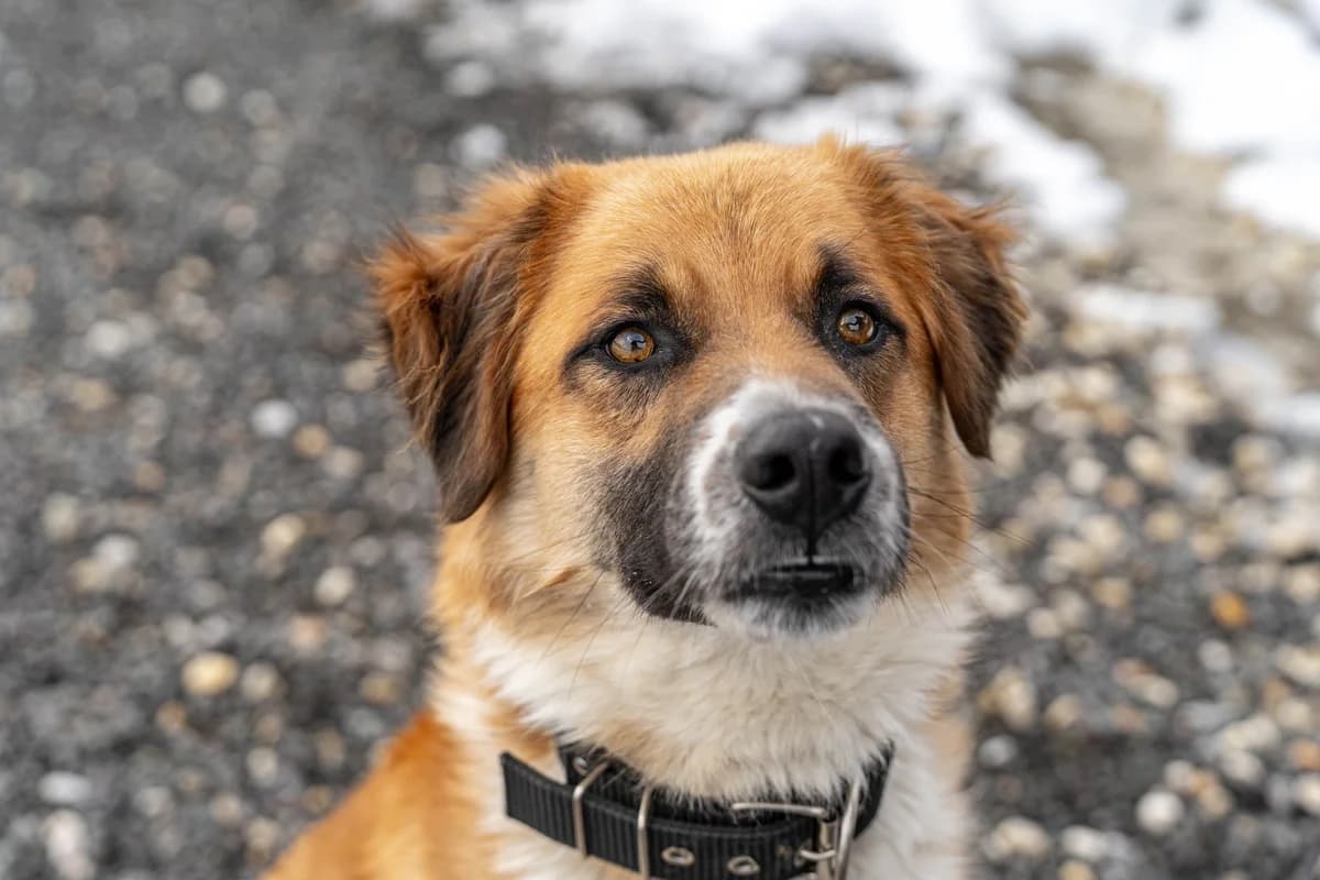 Bailey, male 3yo Mixed Breed for adoption at Cesta za domovom