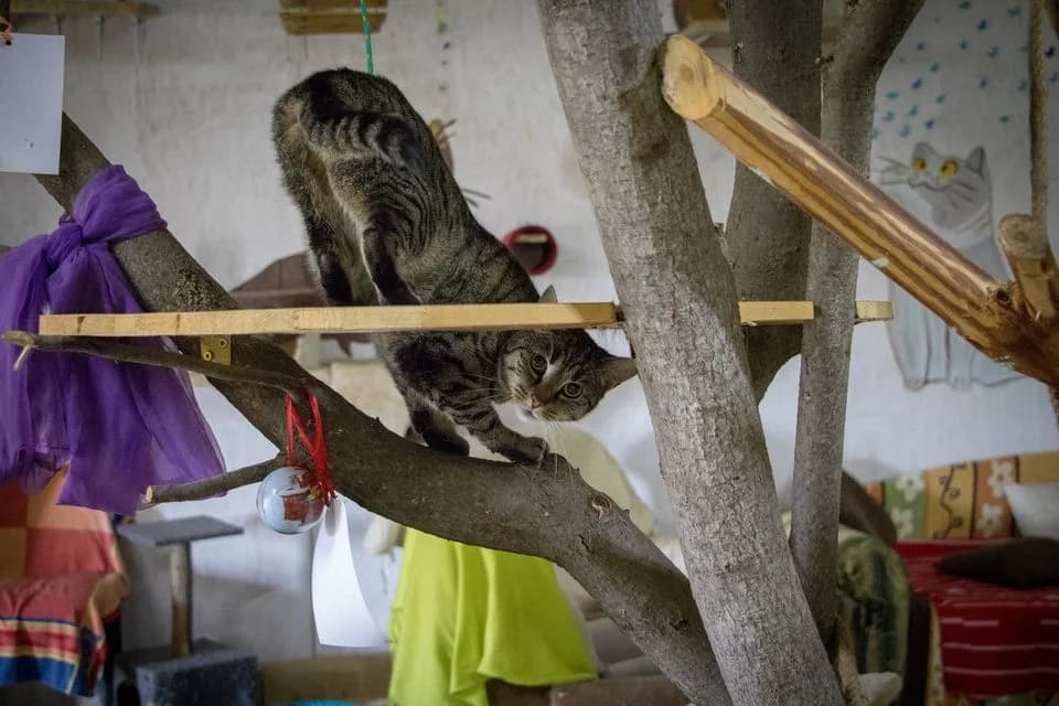 Goldy, female Mixed Breed for adoption at Cesta za domovom