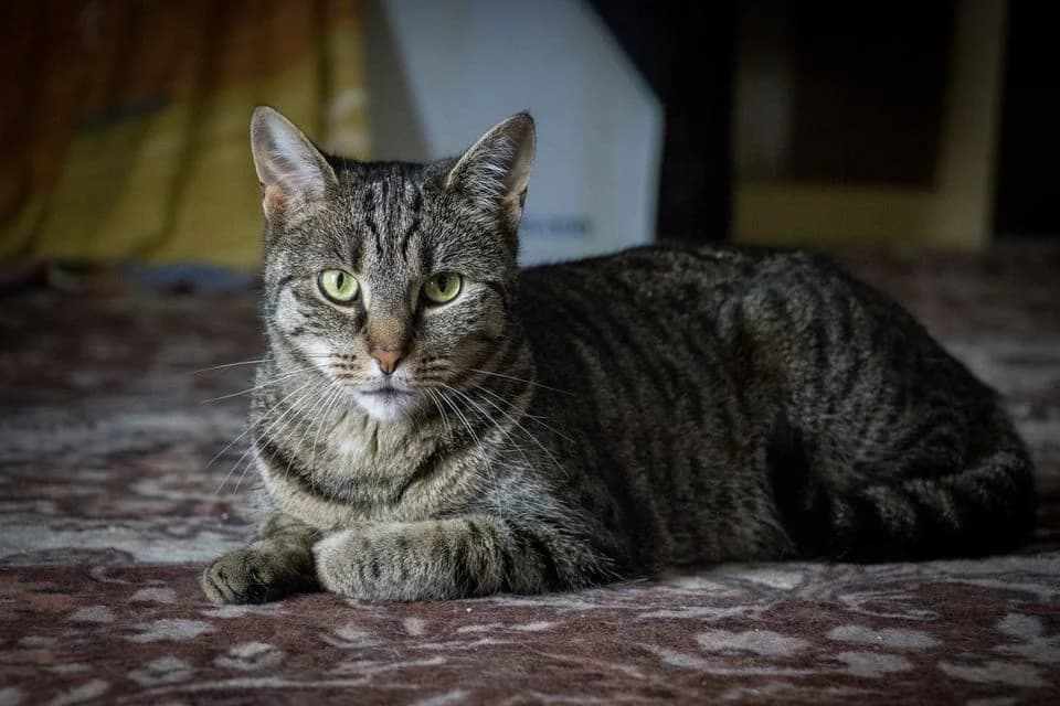 Goldy, female Mixed Breed for adoption at Cesta za domovom — photo 2 of 19