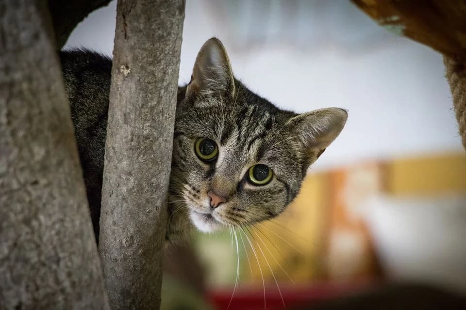 Goldy, female Mixed Breed for adoption at Cesta za domovom — photo 3 of 19
