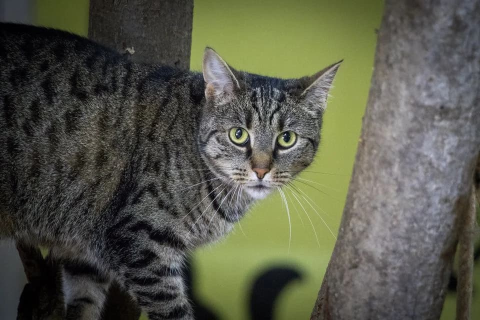 Goldy, female Mixed Breed for adoption at Cesta za domovom — photo 4 of 19