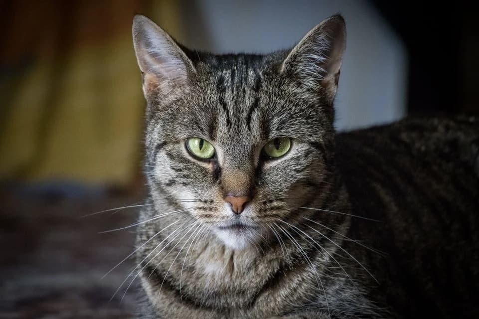 Goldy, female Mixed Breed for adoption at Cesta za domovom — photo 5 of 19