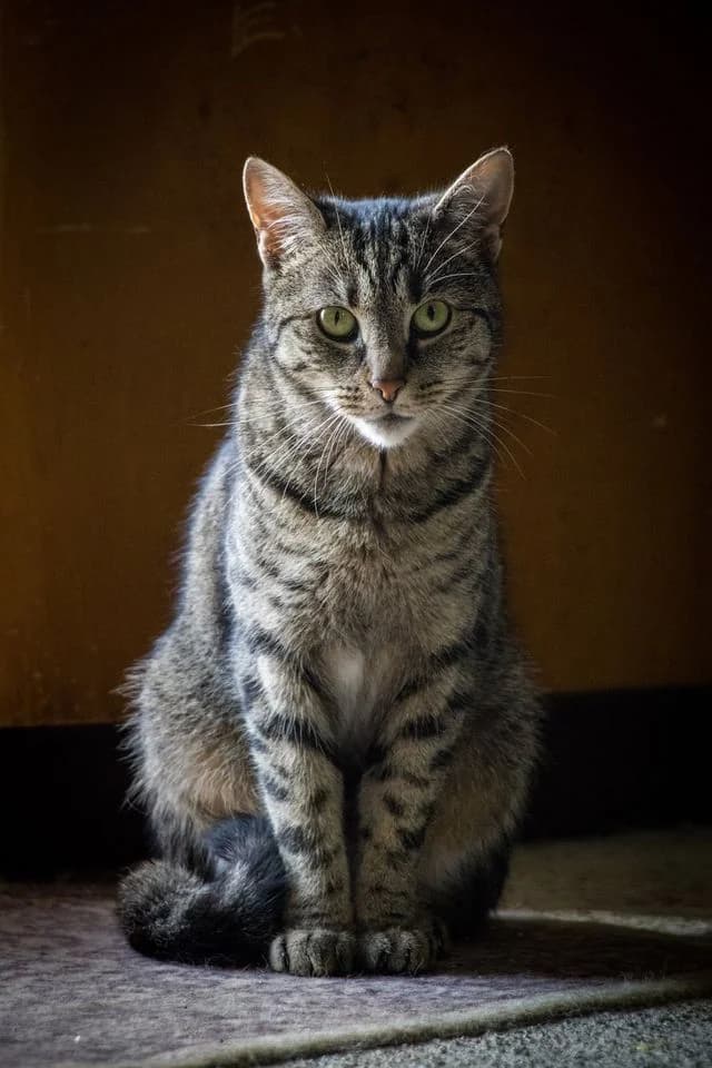 Goldy, female Mixed Breed for adoption at Cesta za domovom — photo 6 of 19