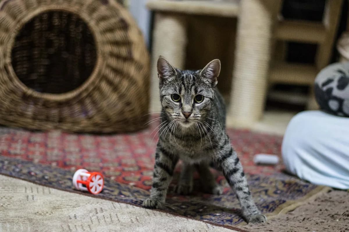 Goldy, female Mixed Breed for adoption at Cesta za domovom — photo 7 of 19