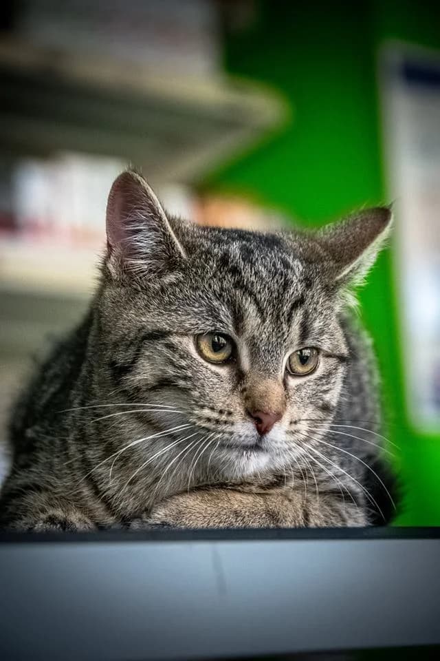 Goldy, female Mixed Breed for adoption at Cesta za domovom — photo 8 of 19