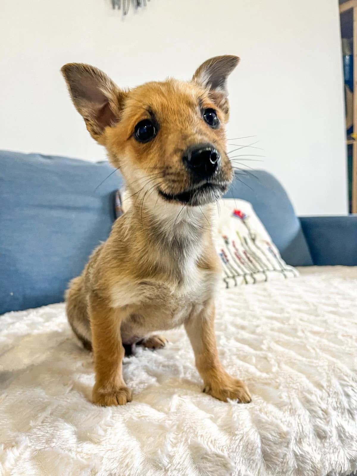 Biryani, male Mixed Breed for adoption at Cesta za domovom