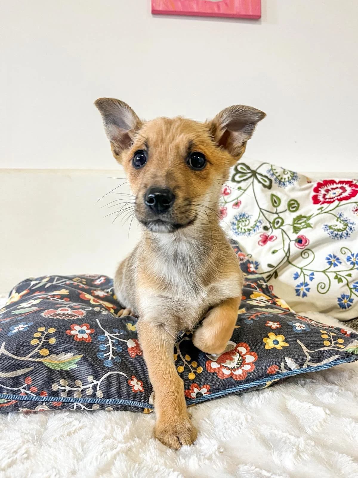 Biryani, male Mixed Breed for adoption at Cesta za domovom — photo 2 of 9