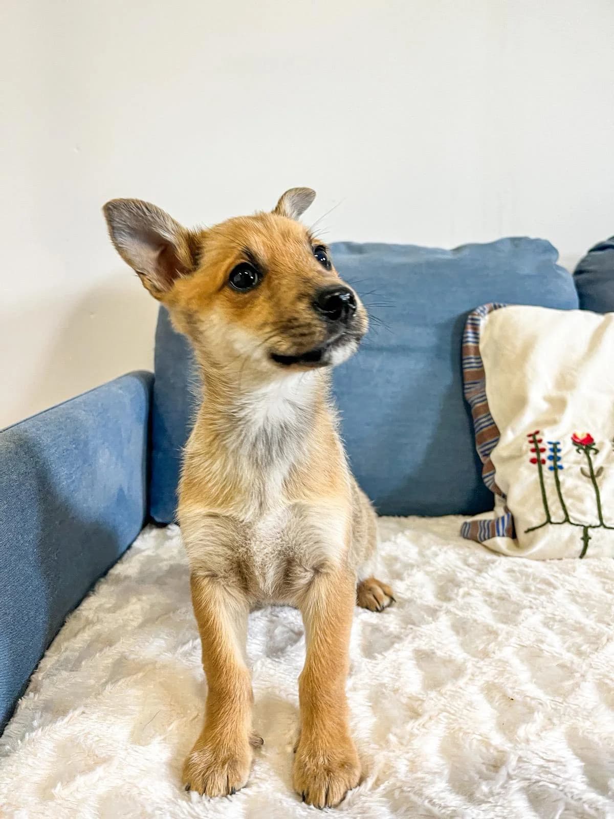 Biryani, male Mixed Breed for adoption at Cesta za domovom — photo 3 of 9