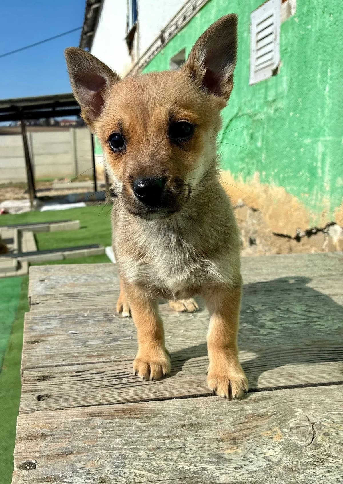 Biryani, male Mixed Breed for adoption at Cesta za domovom — photo 4 of 9