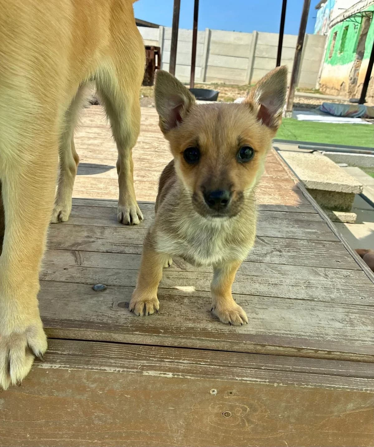 Biryani, male Mixed Breed for adoption at Cesta za domovom — photo 5 of 9