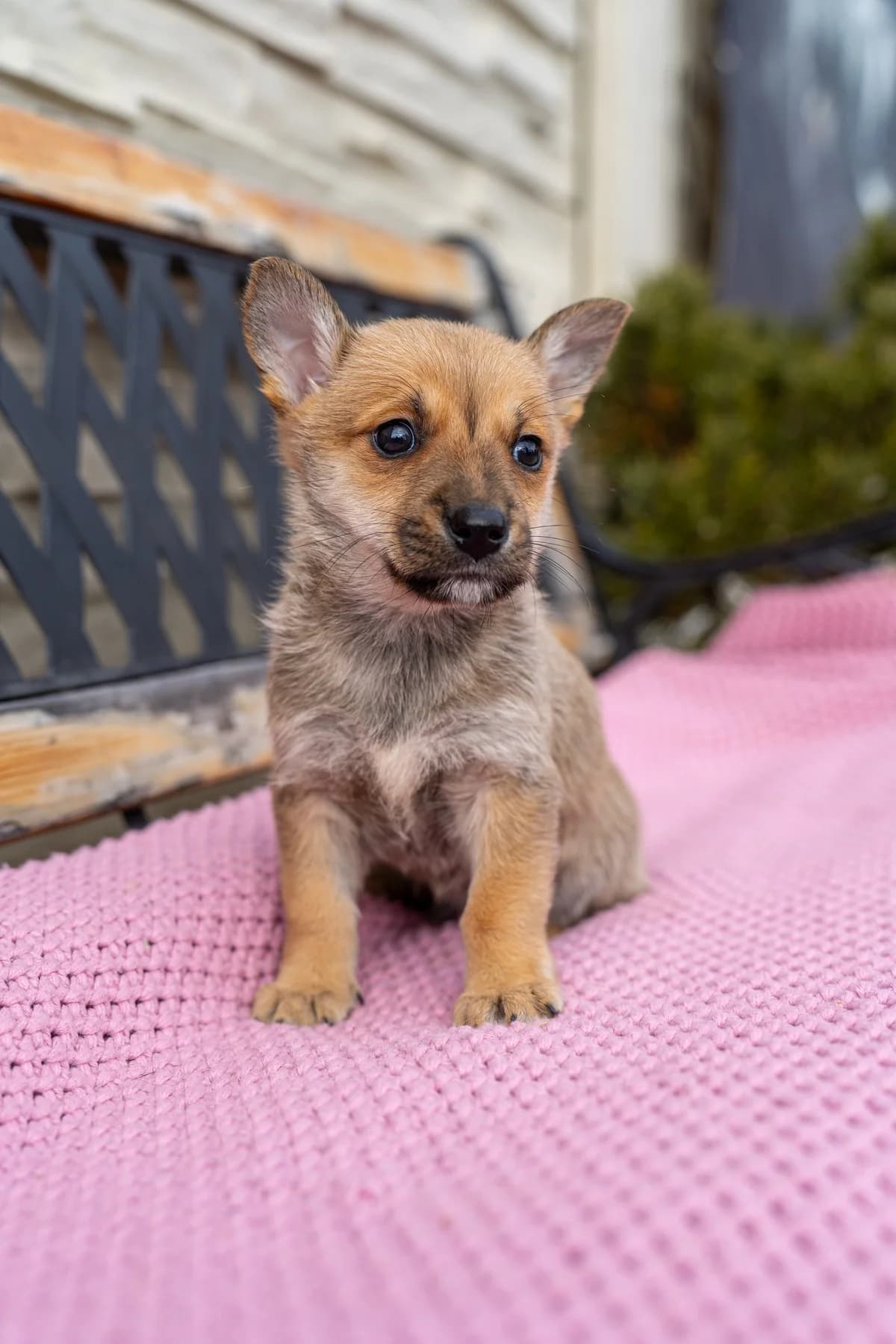 Biryani, male Mixed Breed for adoption at Cesta za domovom — photo 6 of 9