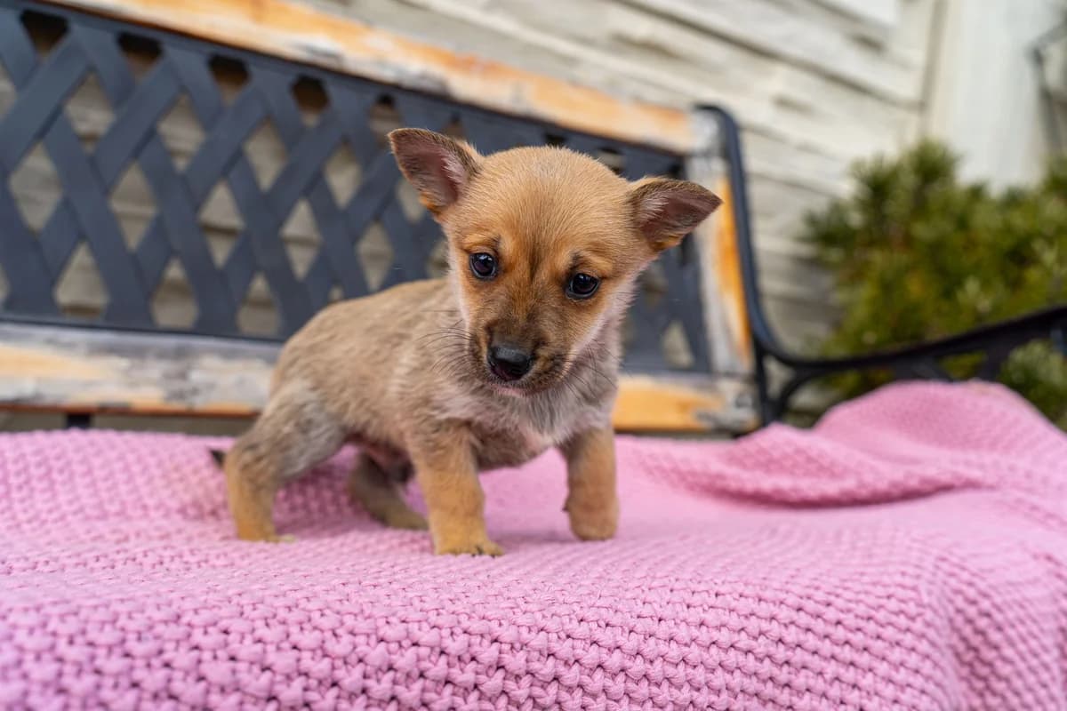 Biryani, male Mixed Breed for adoption at Cesta za domovom — photo 7 of 9