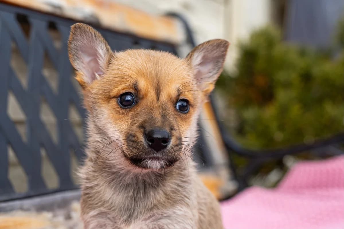 Biryani, male Mixed Breed for adoption at Cesta za domovom — photo 8 of 9