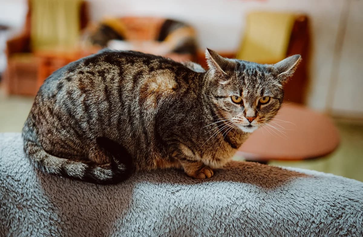 Bronzy, female senior Mixed Breed for adoption at Cesta za domovom