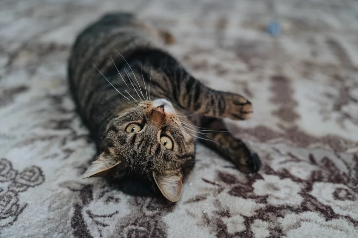 Bronzy, female Mixed Breed for adoption at Cesta za domovom — photo 2 of 31