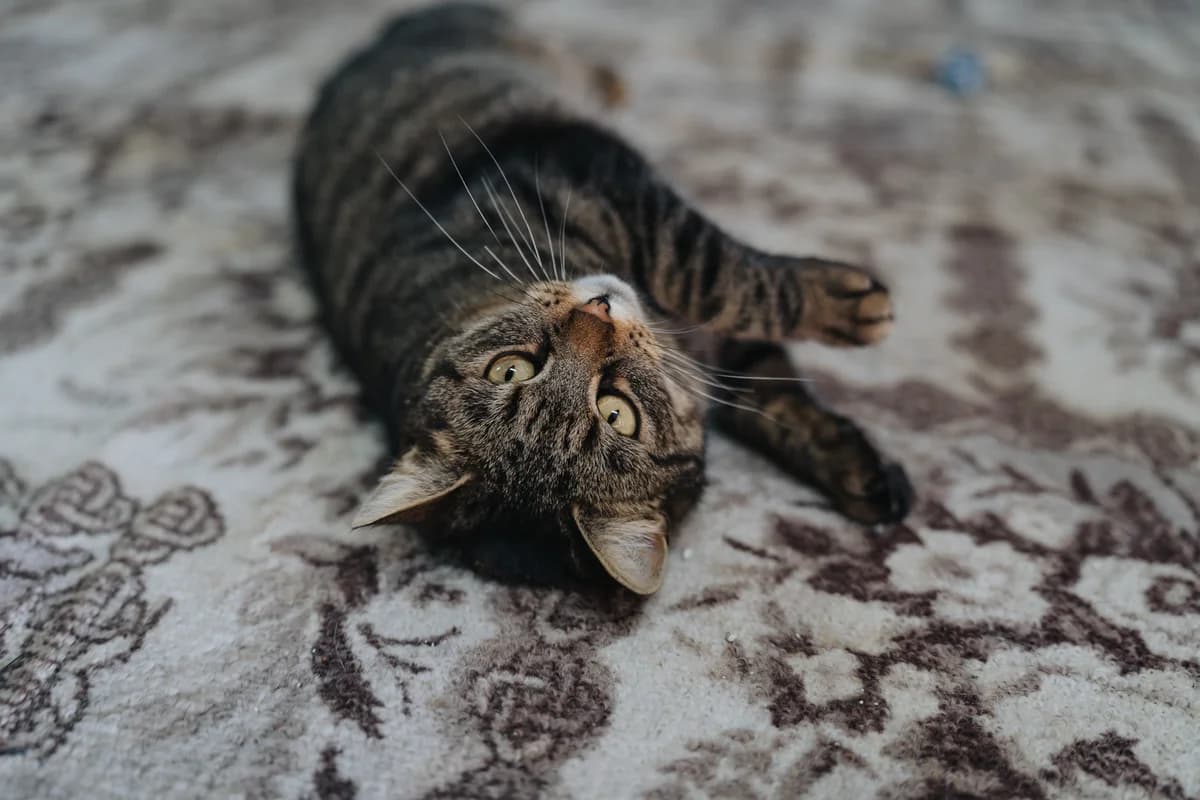 Bronzy, female Mixed Breed for adoption at Cesta za domovom — photo 3 of 31