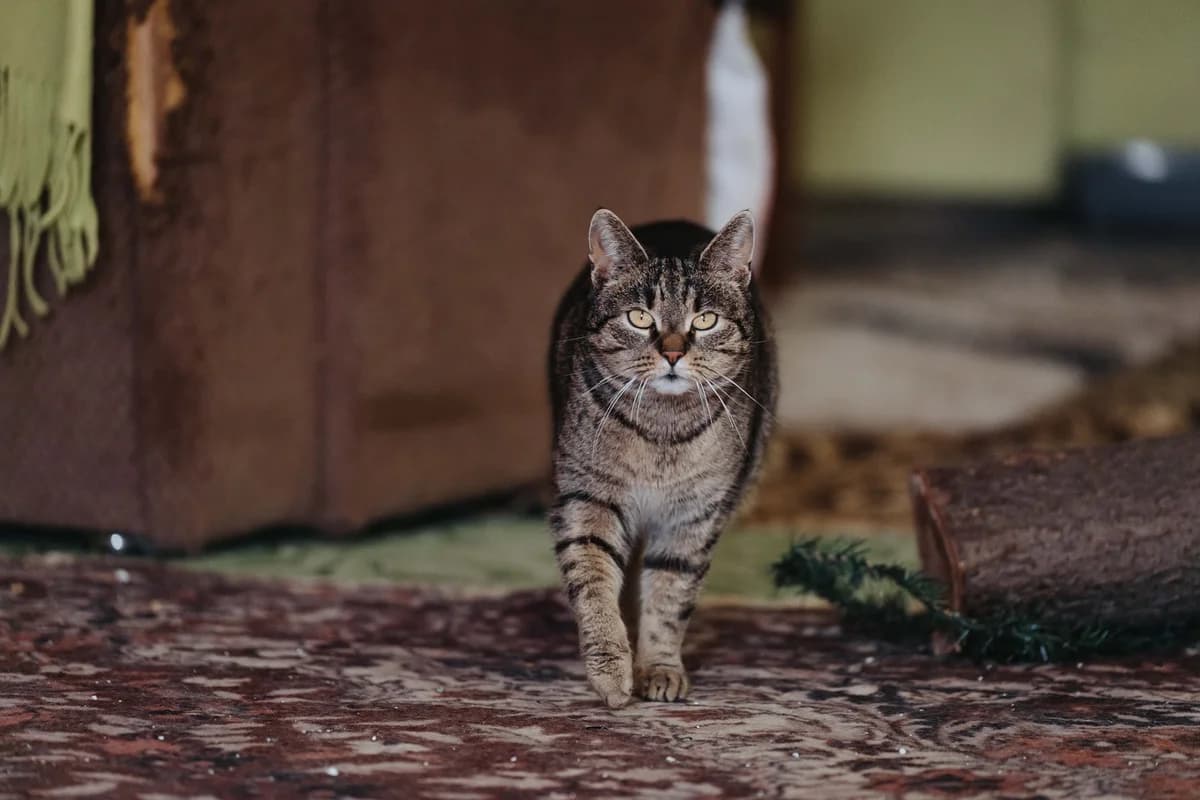 Bronzy, female Mixed Breed for adoption at Cesta za domovom — photo 4 of 31