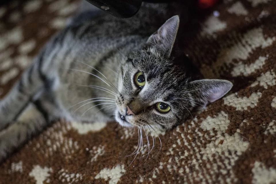 Bronzy, female Mixed Breed for adoption at Cesta za domovom — photo 5 of 31