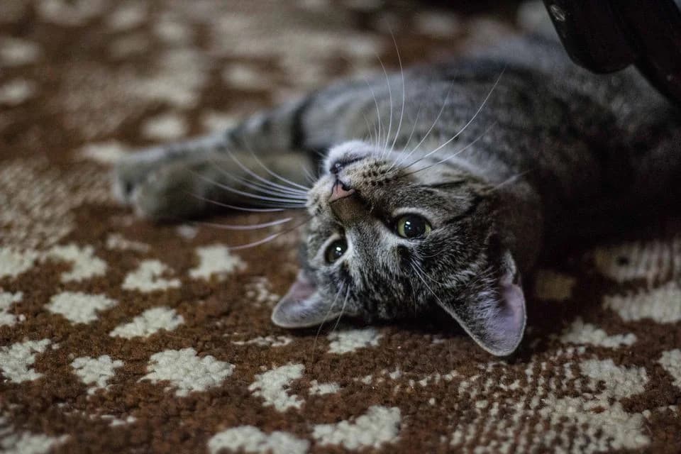 Bronzy, female Mixed Breed for adoption at Cesta za domovom — photo 6 of 31