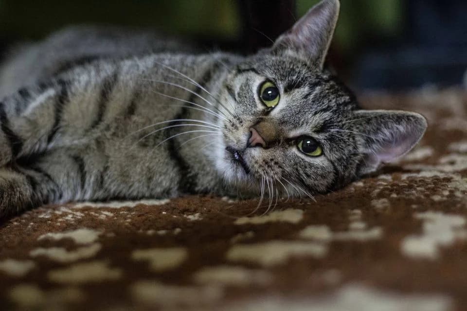 Bronzy, female Mixed Breed for adoption at Cesta za domovom — photo 7 of 31