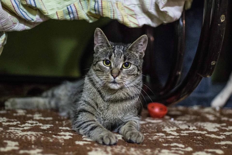 Bronzy, female Mixed Breed for adoption at Cesta za domovom — photo 8 of 31