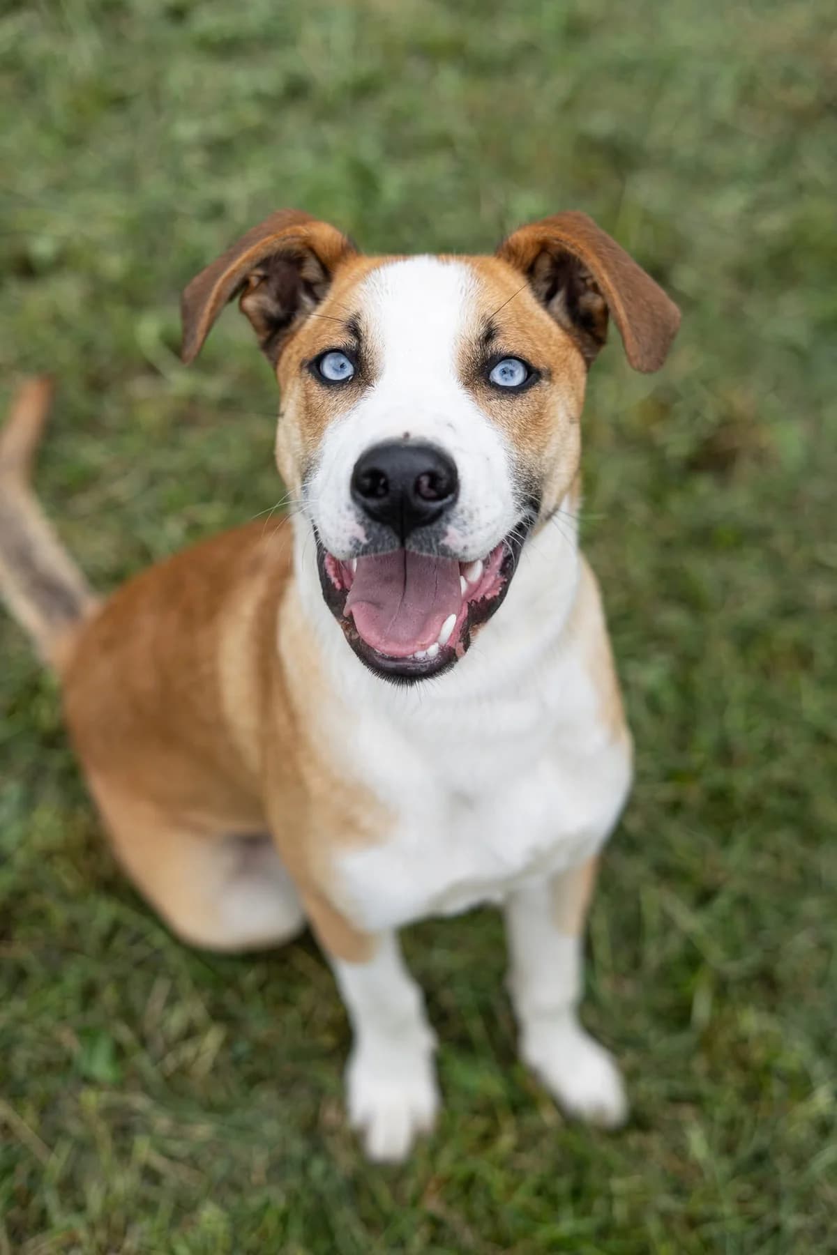 Burrito, male puppy Mixed Breed for adoption at Cesta za domovom