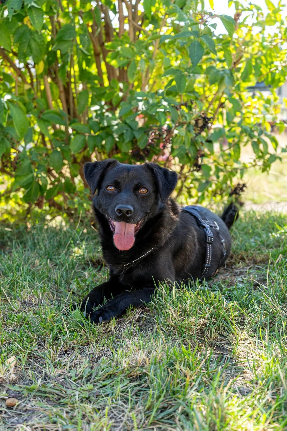 Cecil, male 5yo Mixed Breed for adoption at Cesta za domovom