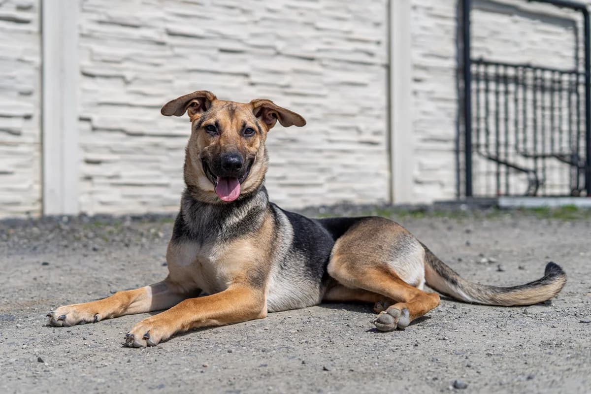 Eira, female puppy Mixed Breed for adoption at Cesta za domovom
