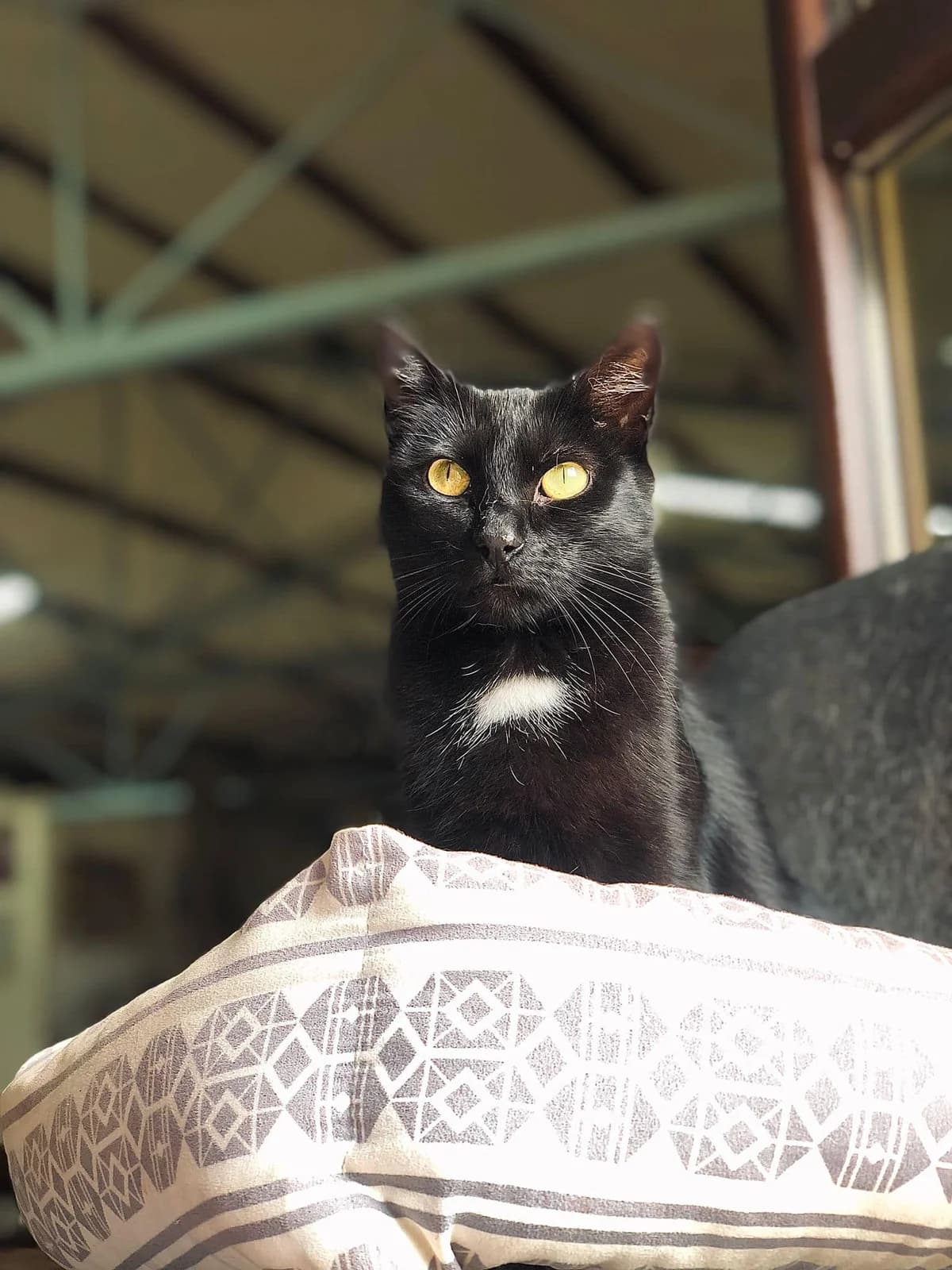 Gaia, female Mixed Breed for adoption at Cesta za domovom