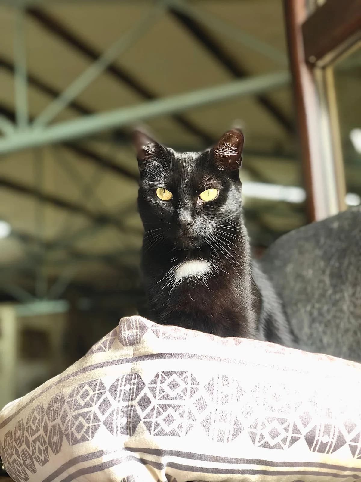 Gaia, female Mixed Breed for adoption at Cesta za domovom — photo 2 of 15