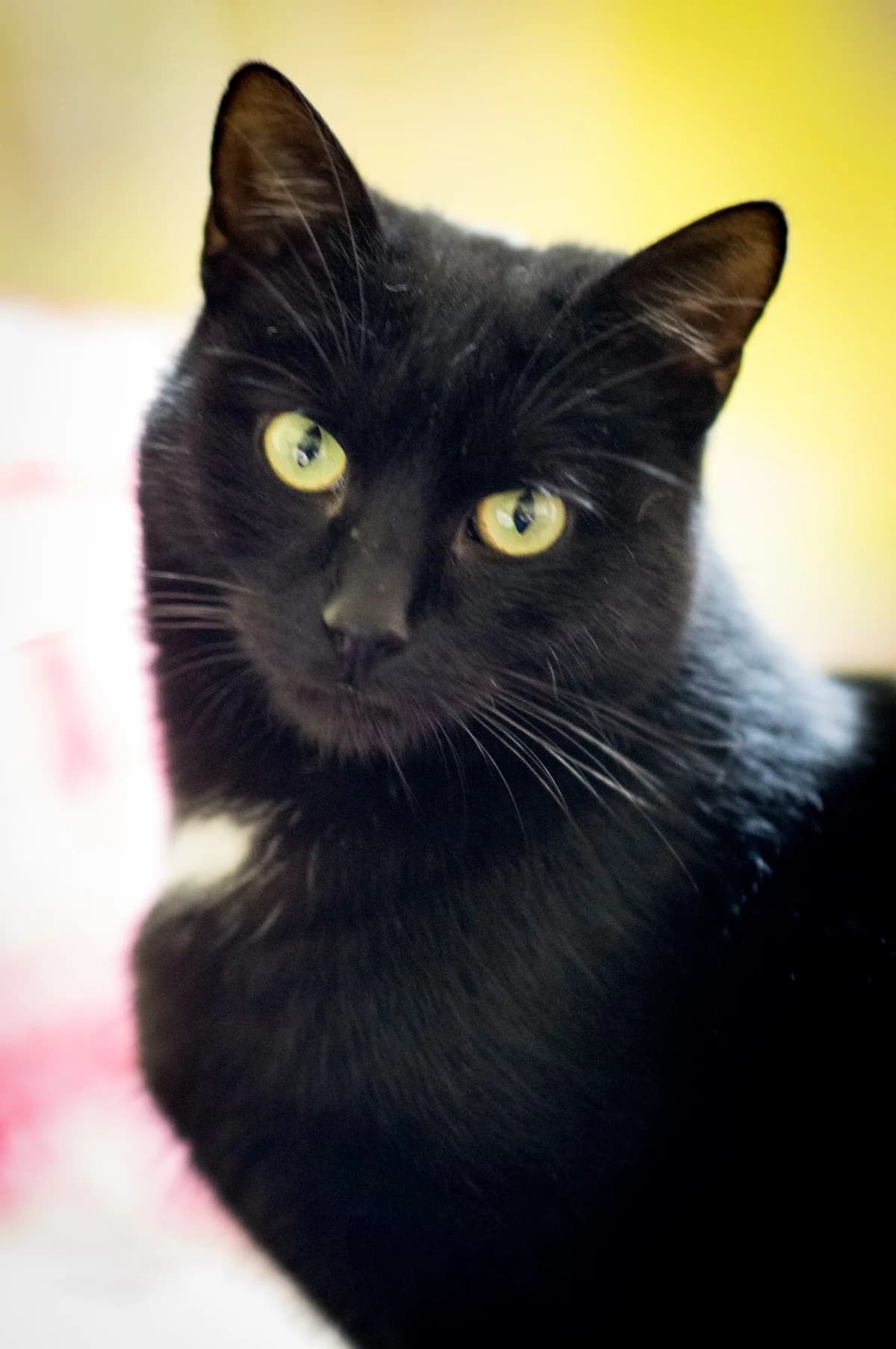 Gaia, female Mixed Breed for adoption at Cesta za domovom — photo 3 of 15