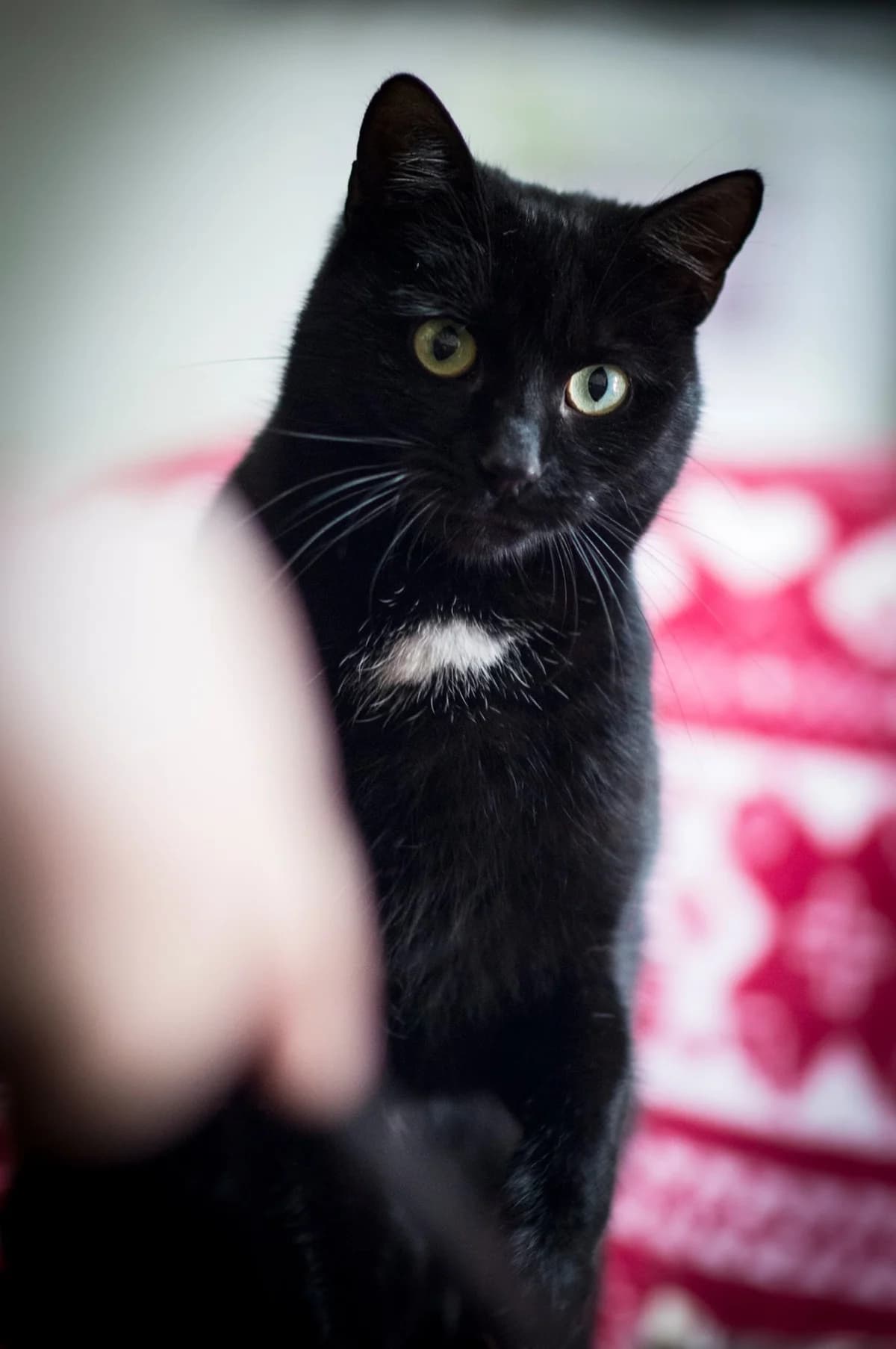 Gaia, female Mixed Breed for adoption at Cesta za domovom — photo 4 of 15