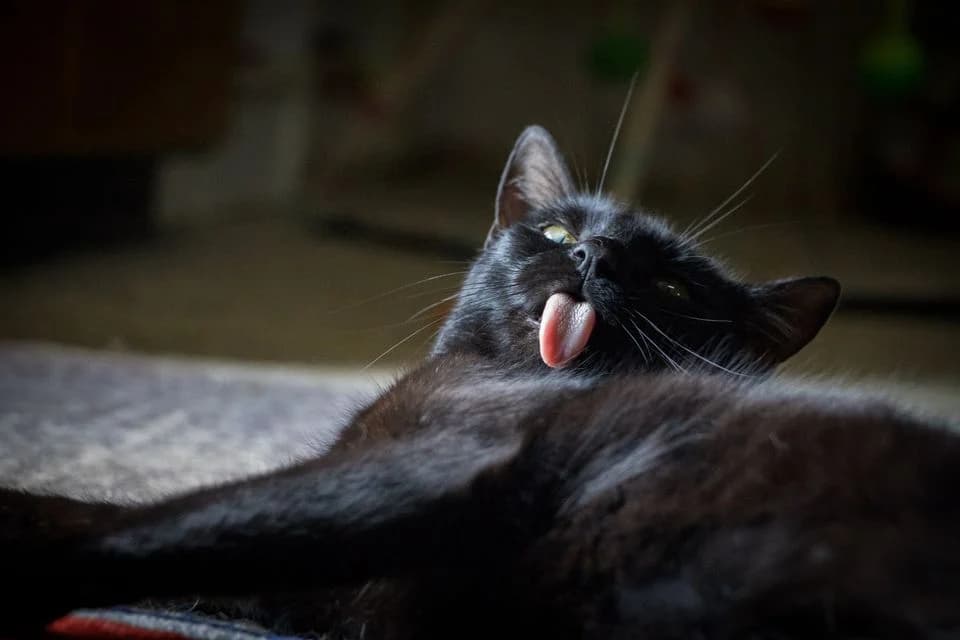 Gaia, female Mixed Breed for adoption at Cesta za domovom — photo 5 of 15