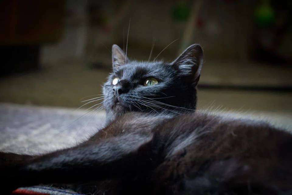 Gaia, female Mixed Breed for adoption at Cesta za domovom — photo 6 of 15